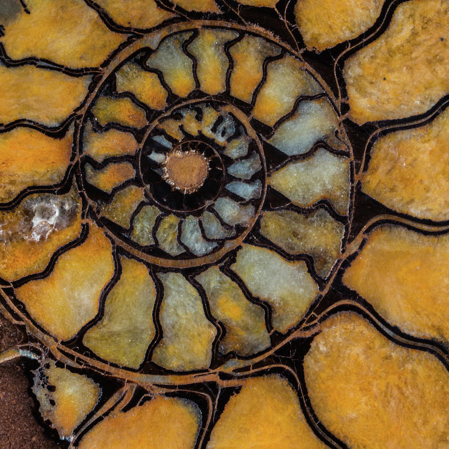 Ammonite of Russia Photograph by Jim and Lynne Weber