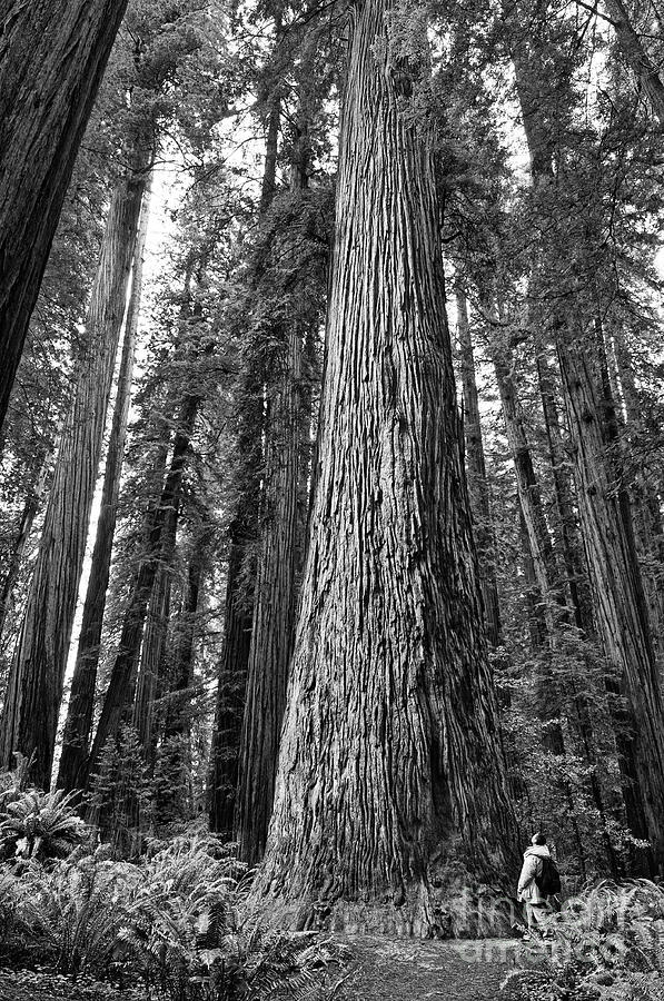 Tree Photograph - Among Giants by Jamie Pham