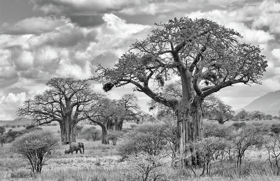 Among the Baobabs Photograph by Max Waugh