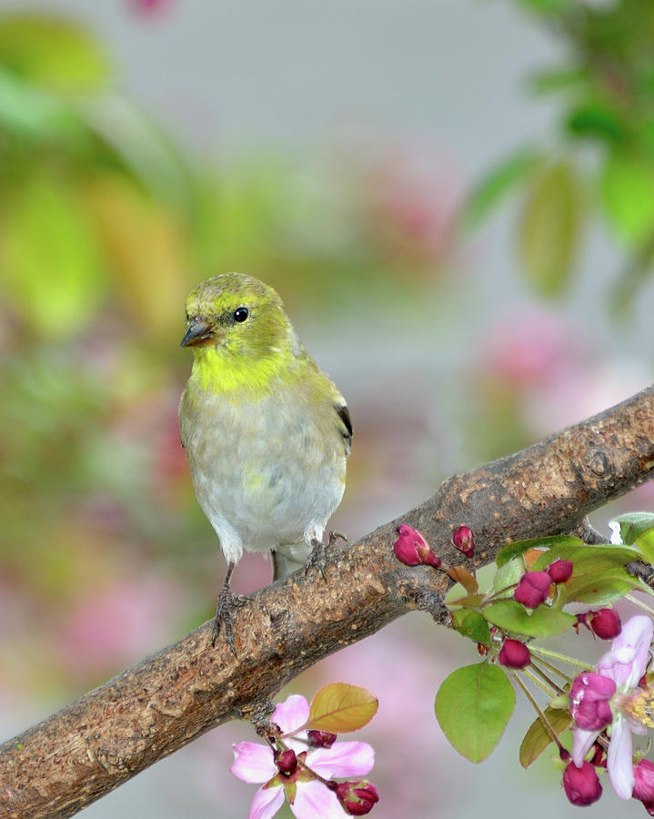 Finch Photograph - Among the Blossoms by Betty LaRue