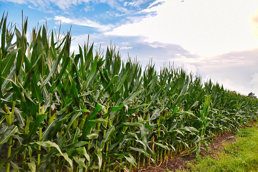 Among the Corn Stalks Photograph by Linda Brown