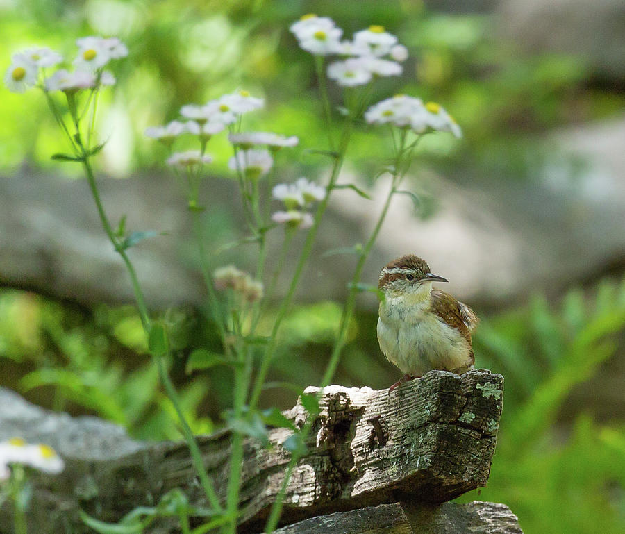 Among the Daisies, Carolina Wren Photograph by Christy Cox