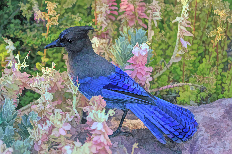 Blue Jay Photograph - Among the Desert Flowers by Donna Kennedy