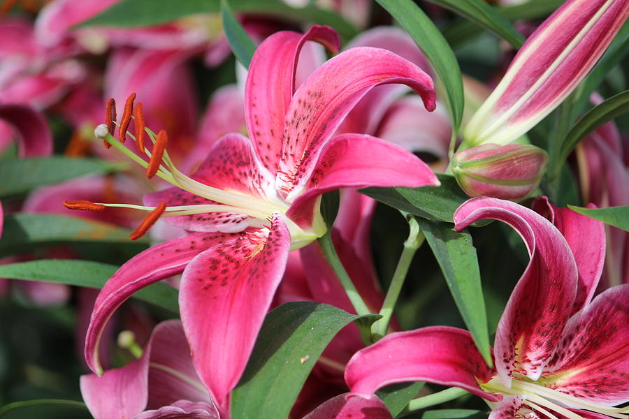 Flower Photograph - Among the Lilies by Jewels Hamrick