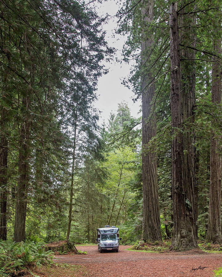 Among the Redwoods Photograph by Jurgen Lorenzen