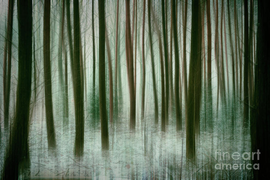 Among the Trees II Photograph by David Lichtneker