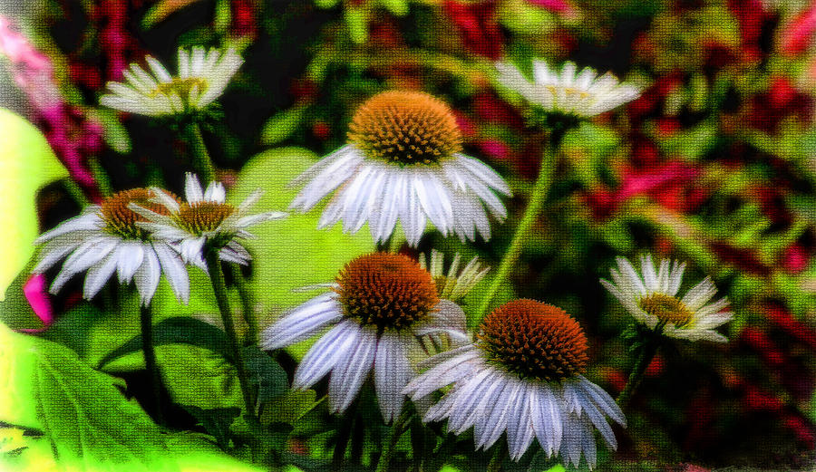 Among the White Cone Flowers Photograph by Ola Allen
