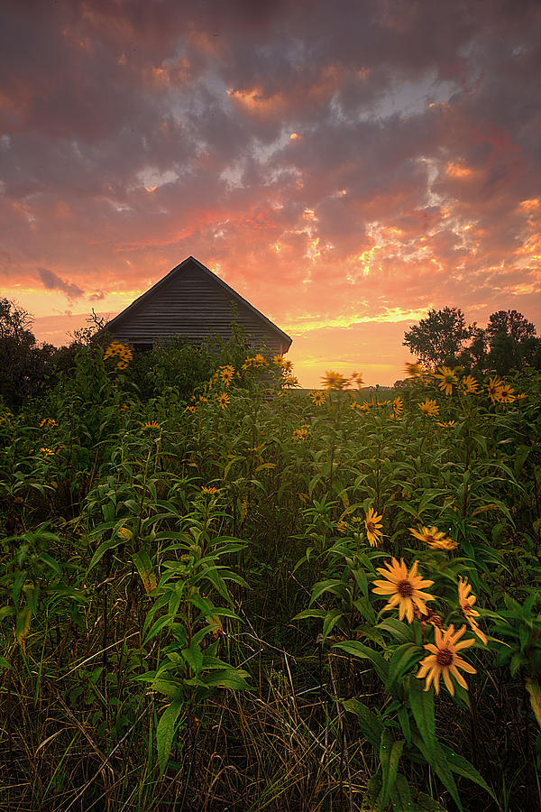 Among The Wildflowers Photograph by Aaron J Groen