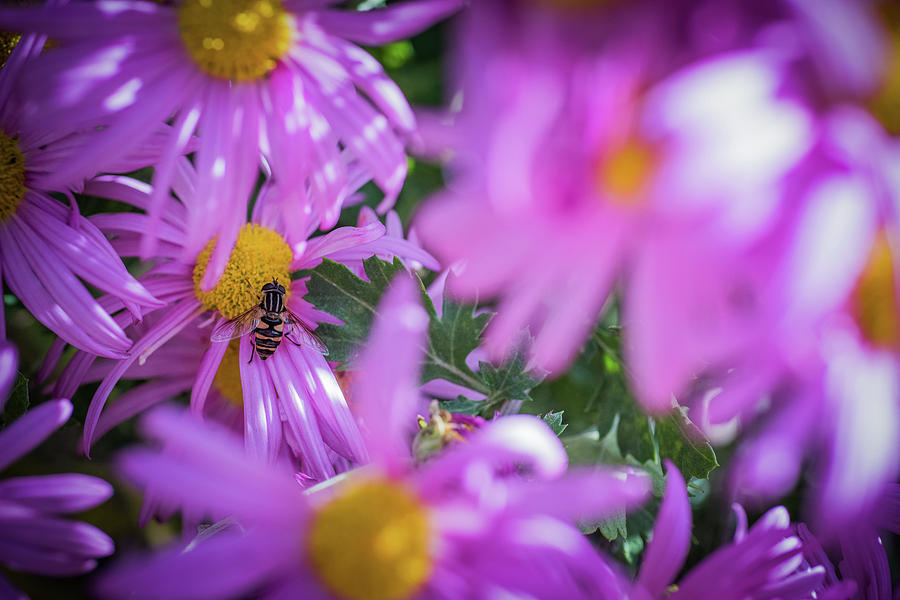 Amongst the Asters Photograph by Betsy Armour - Fine Art America