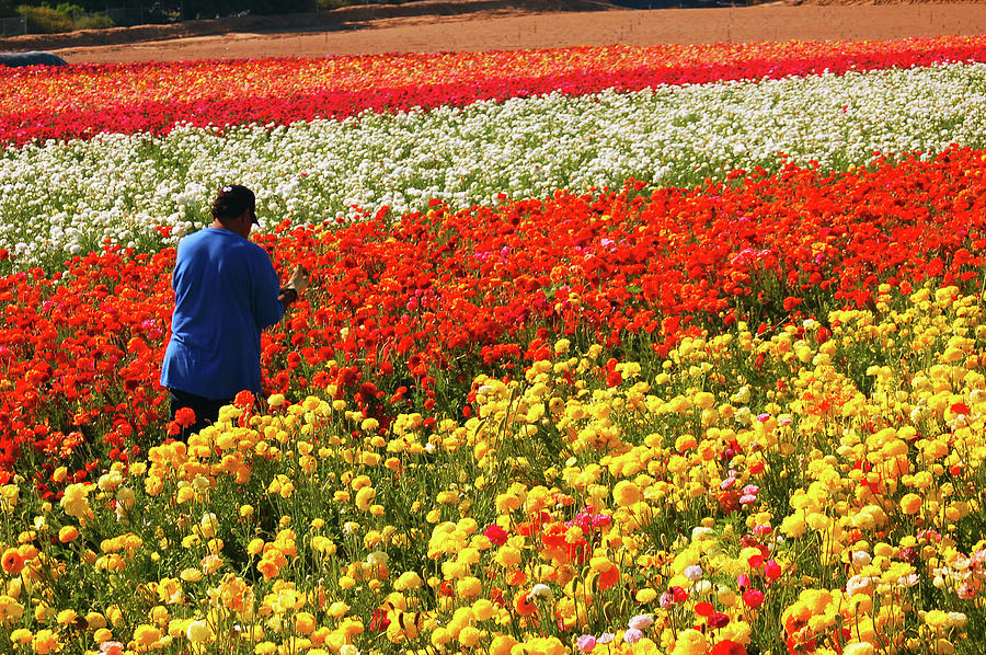 Amongst the Colors, in the Flower Fields Photograph by James Kirkikis