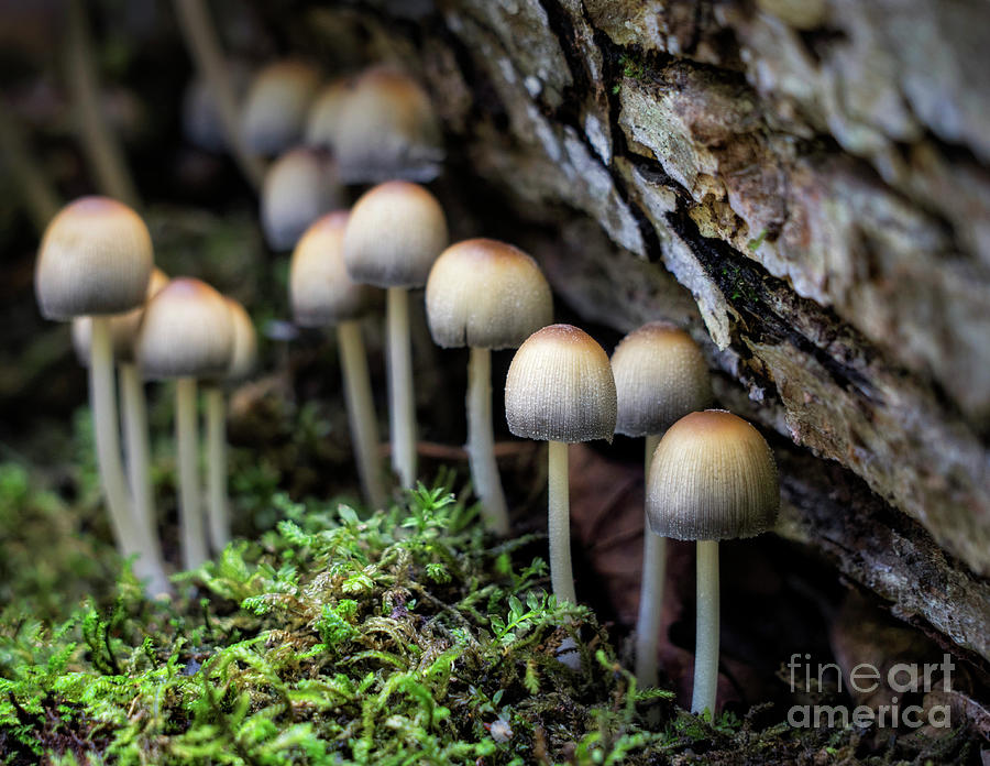 Mushroom Photograph - Amongst the Moss by Claudia Kuhn