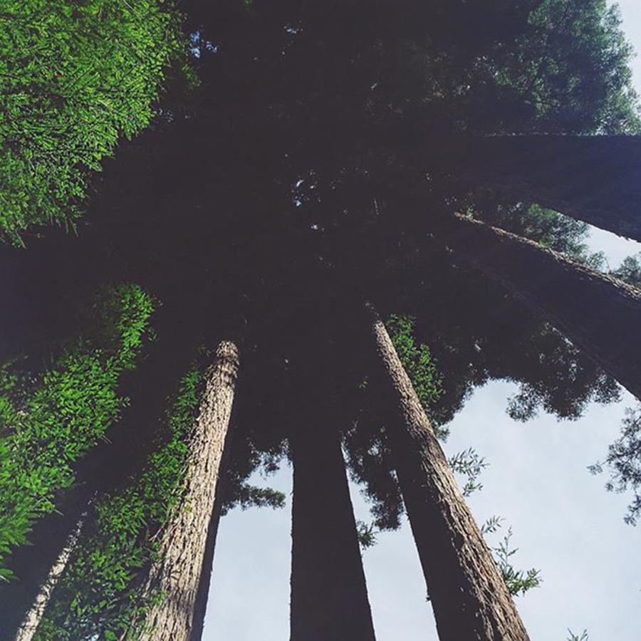 Davenport Photograph - Amongst The Redwoods... Again 🌲 || by Nicole Medders