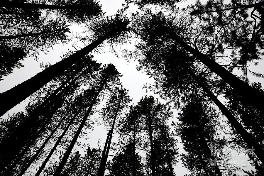 Amongst the Towering Pines Photograph by Ken DePue