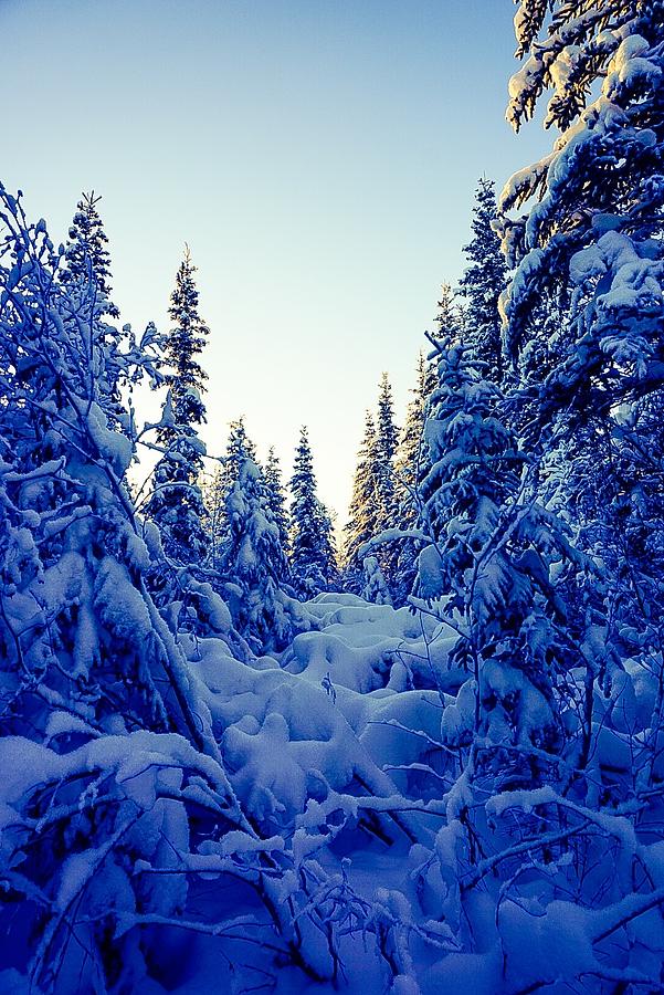 Amongst the Trees and Snow - Inuvik Photograph by Desmond Raymond