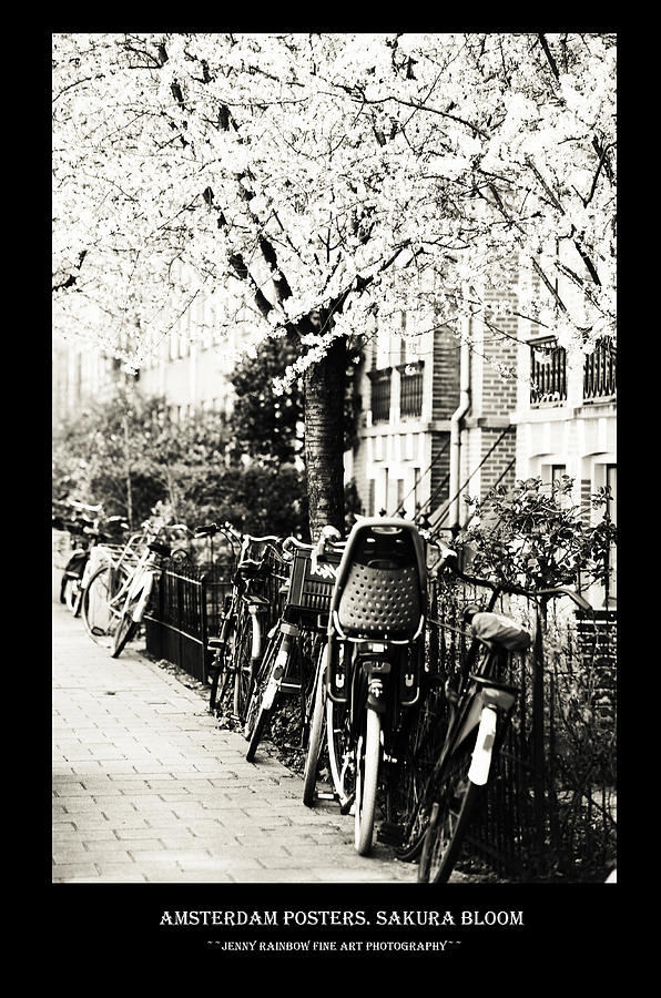Amsterdam Posters. Sakura Bloom Photograph by Jenny Rainbow
