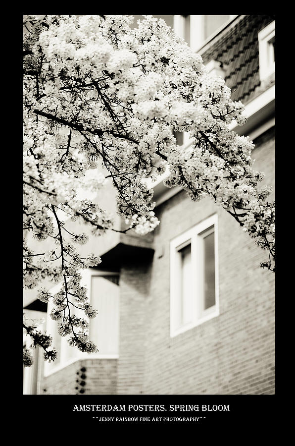 Amsterdam Posters. Spring Bloom Photograph by Jenny Rainbow