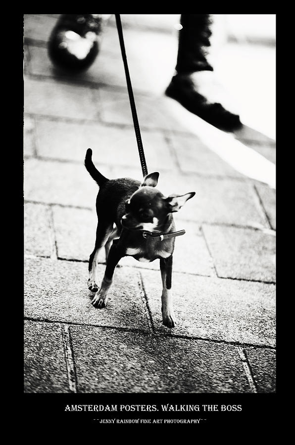 Spring Photograph - Amsterdam Posters. Walking the Boss by Jenny Rainbow