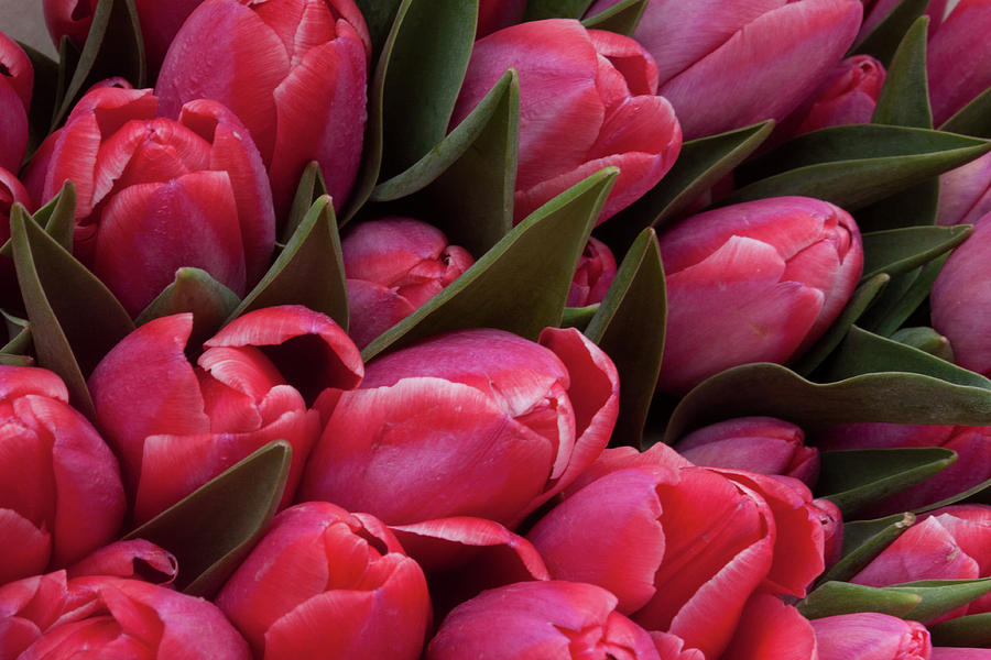 Flower Photograph - Amsterdam Red Tulips by Jill Smith