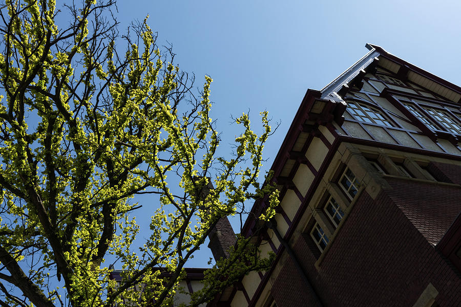 Amsterdam Spring - Characteristic Facade Plus Unusual Tree - Left Photograph by Georgia Mizuleva