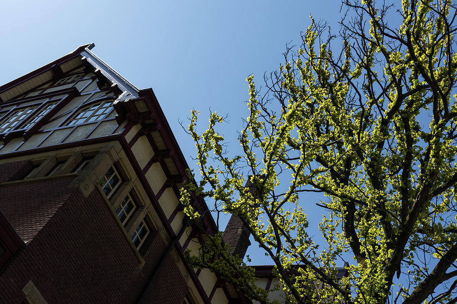 Amsterdam Spring - Characteristic Facade Plus Unusual Tree - Right Photograph by Georgia Mizuleva