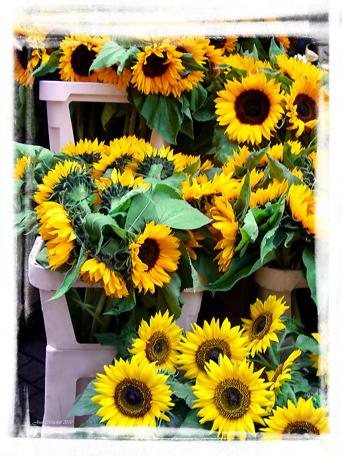 Flower Photograph - Amsterdam Sunflowers by Joan  Minchak