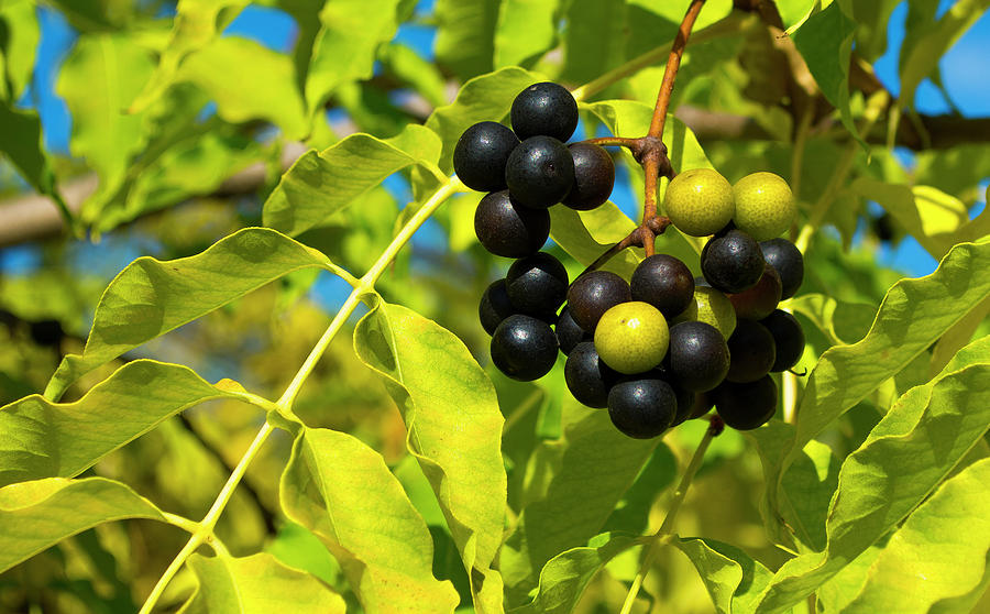 Amur cork tree Photograph by Konstantin Bibikov Pixels