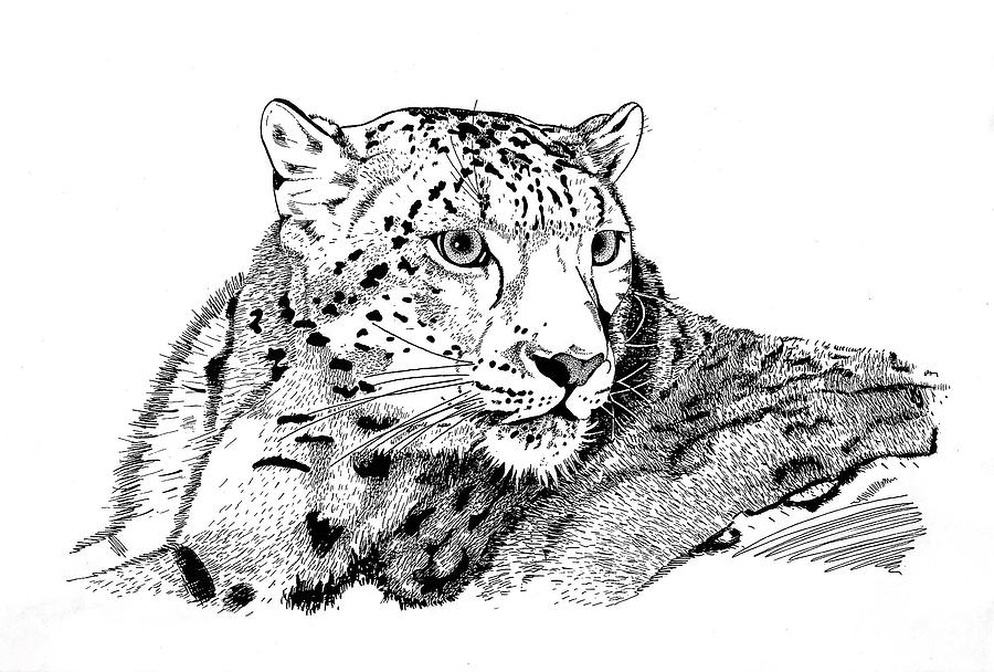 Amur Leopard-2 Drawing by Riina Maido