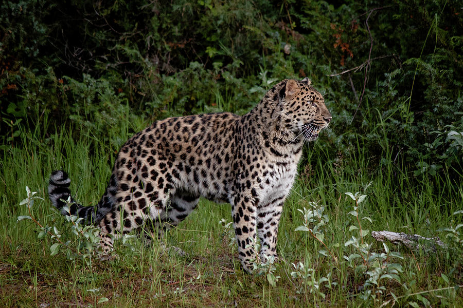 Amur Leopard 2 Photograph by Teresa Wilson