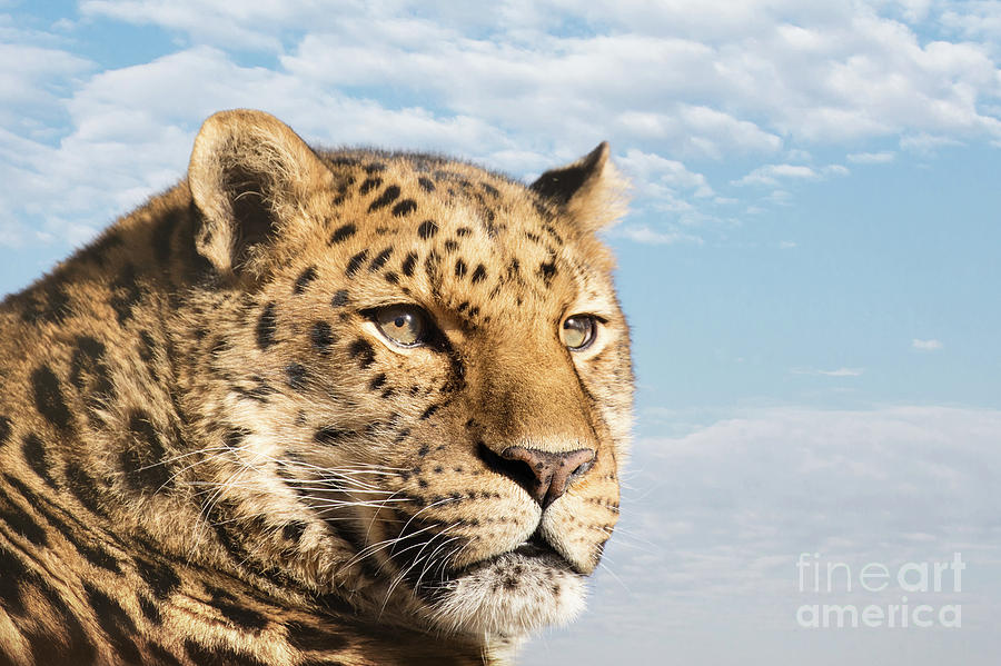 Amur leopard against blue sky Photograph by Jane Rix