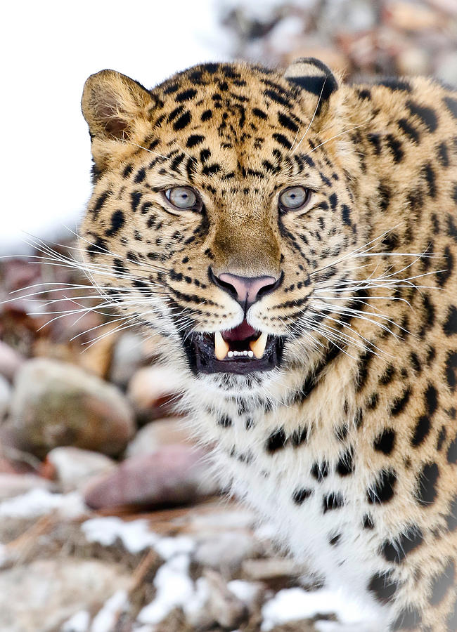 Amur Leopard Photograph by Athena Mckinzie - Fine Art America