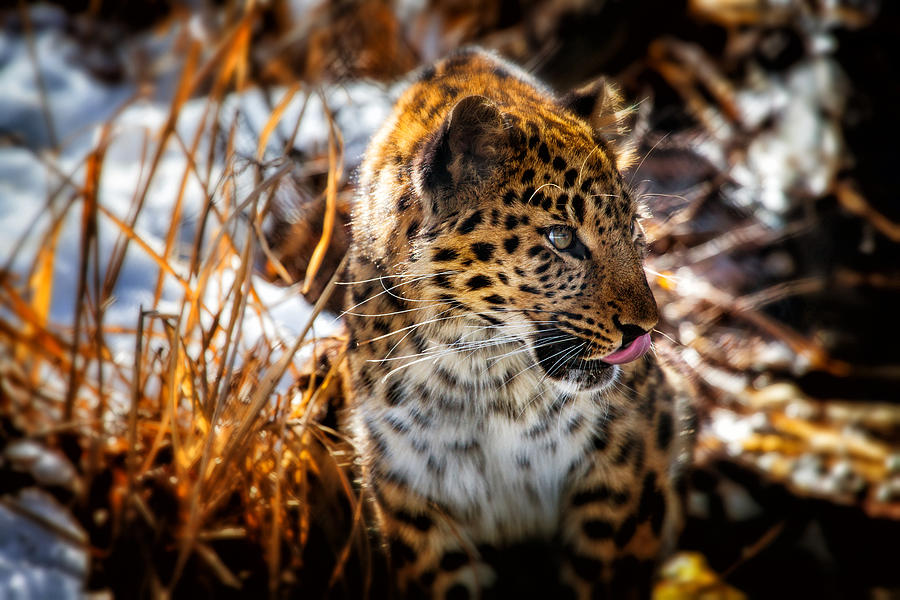 Amur Leopard Beauty Photograph by Karol Livote