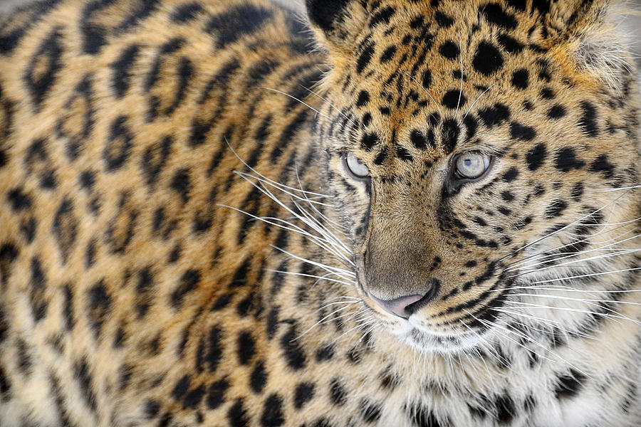 Amur Leopard Closeup Photograph by Steve McKinzie