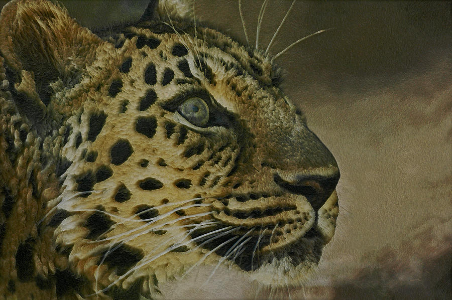 Amur Leopard DE Photograph by Ernest Echols