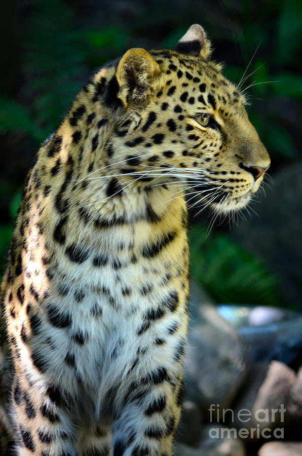 Amur Leopard Photograph by Deb Halloran