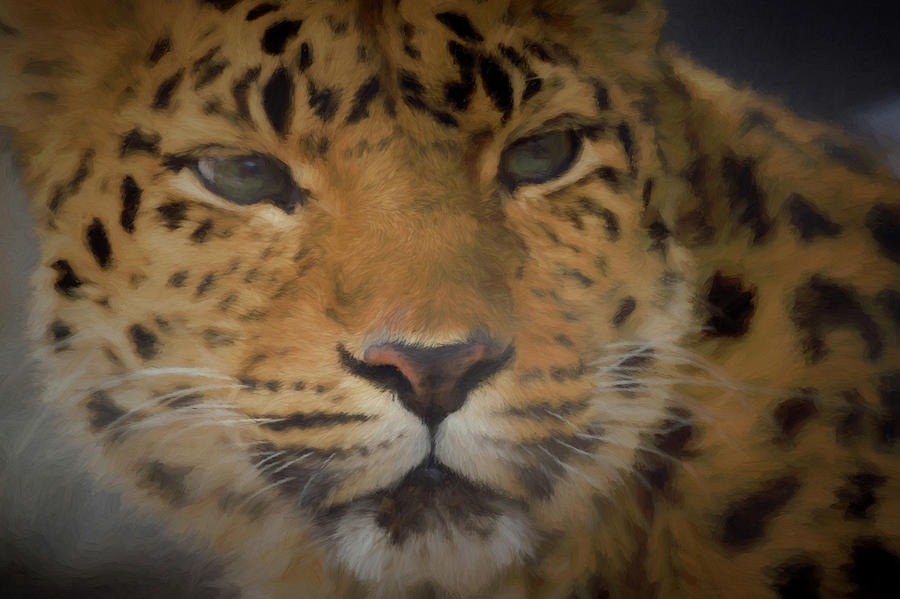 Amur Leopard DP Digital Art by Ernest Echols