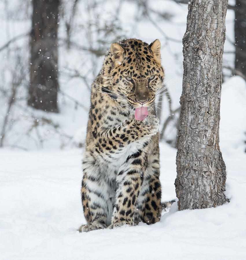 Amur Leopard Photograph by Elizabeth Waitinas