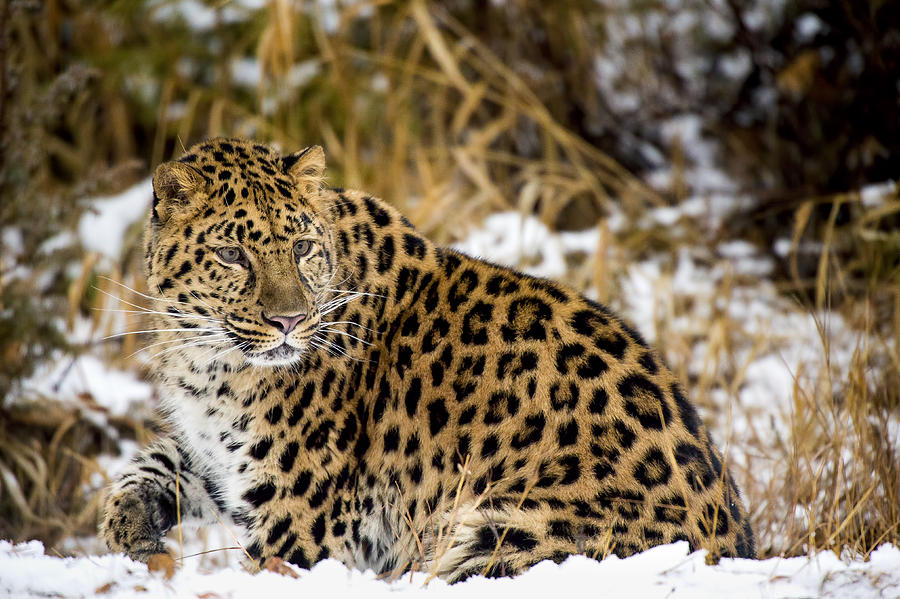 Amur leopard in a snowy forrest Photograph by Gavin Baker - Pixels