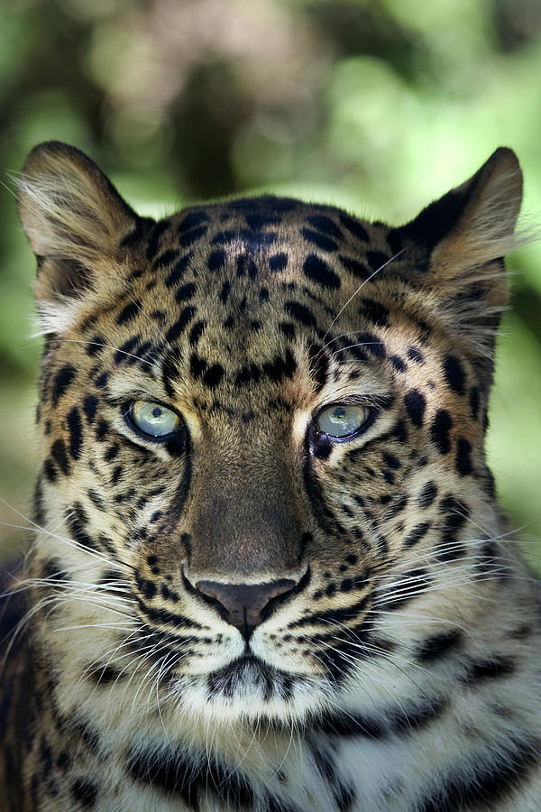 Amur Leopard Photograph by Jeff Grabert - Fine Art America