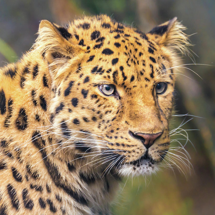 Amur Leopard Photograph by Jim Hughes