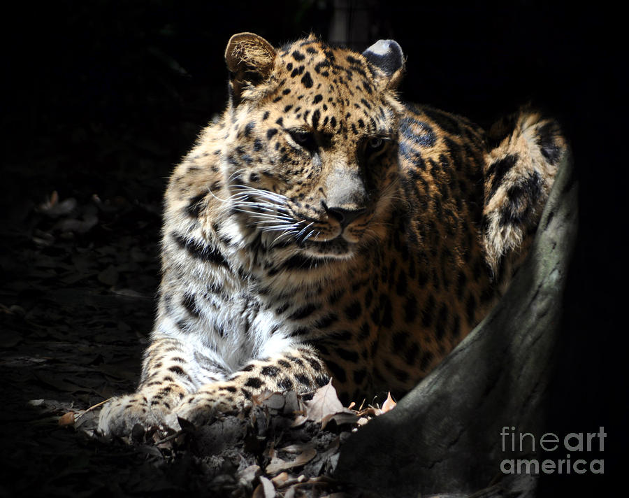 Amur Leopard Photograph by Lydia Holly