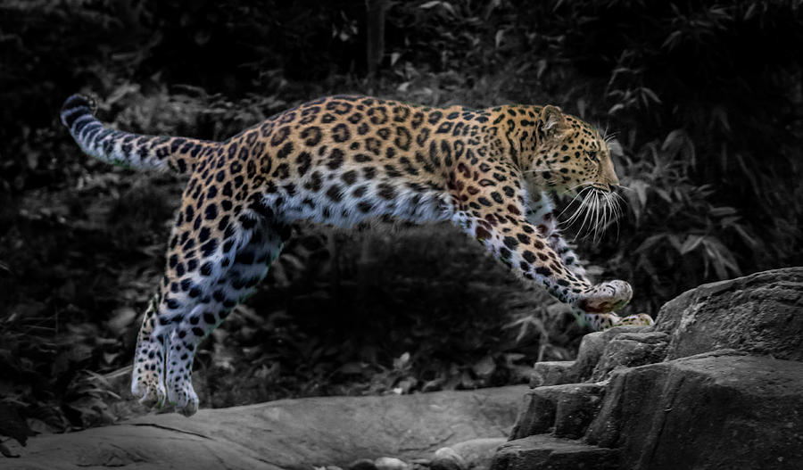 Amur Leopard On The Hunt Photograph