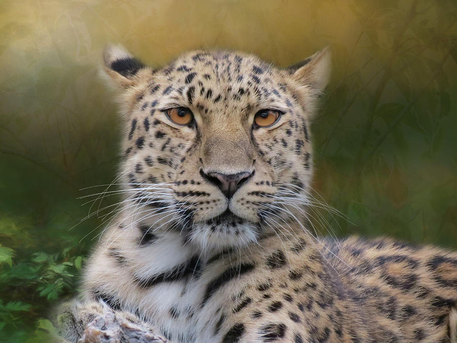 Amur Leopard Photograph by Patti Deters