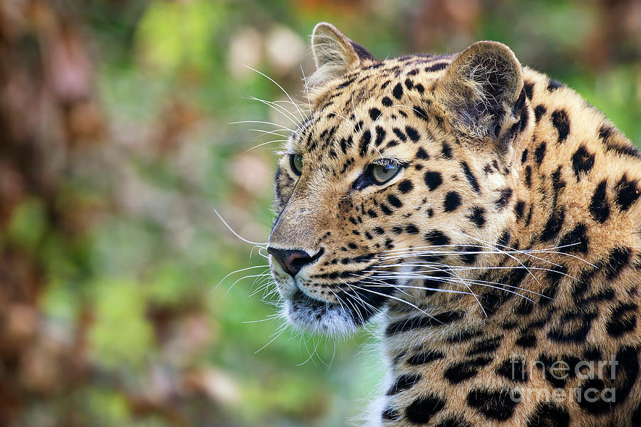 Amur leopard portrait Photograph by Jane Rix