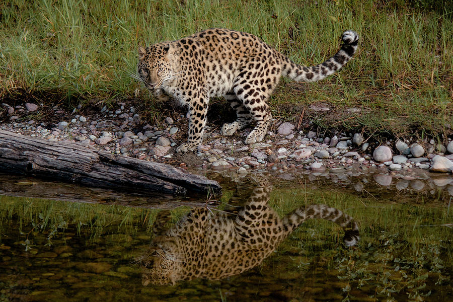 Amur Leopard Reflection Photograph