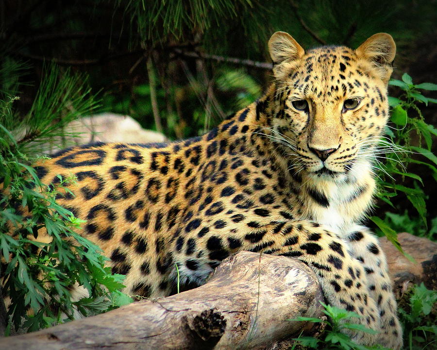 Amur Leopard spotted something Photograph by John Olson