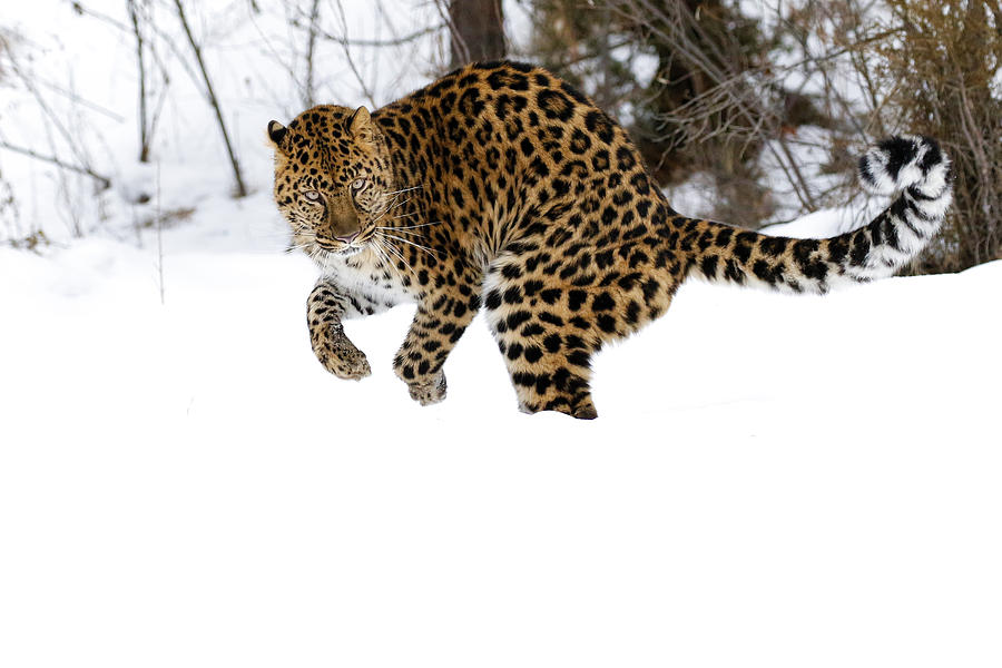 Amur leopard Stance Photograph by Steve McKinzie