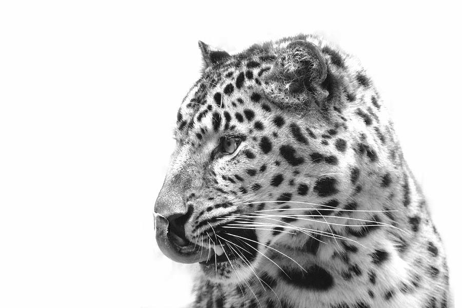 Black And White Photograph - Amur Leopard by Stephanie McDowell