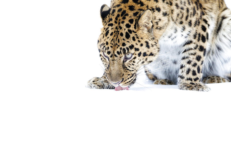 Amur Leopard  Photograph by Steve McKinzie