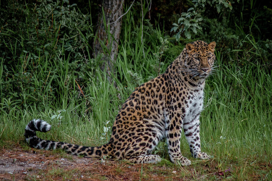 Amur Leopard Photograph by Teresa Wilson