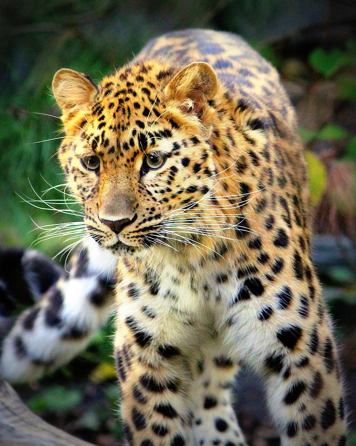 Amur Leopard there you are Photograph by John Olson